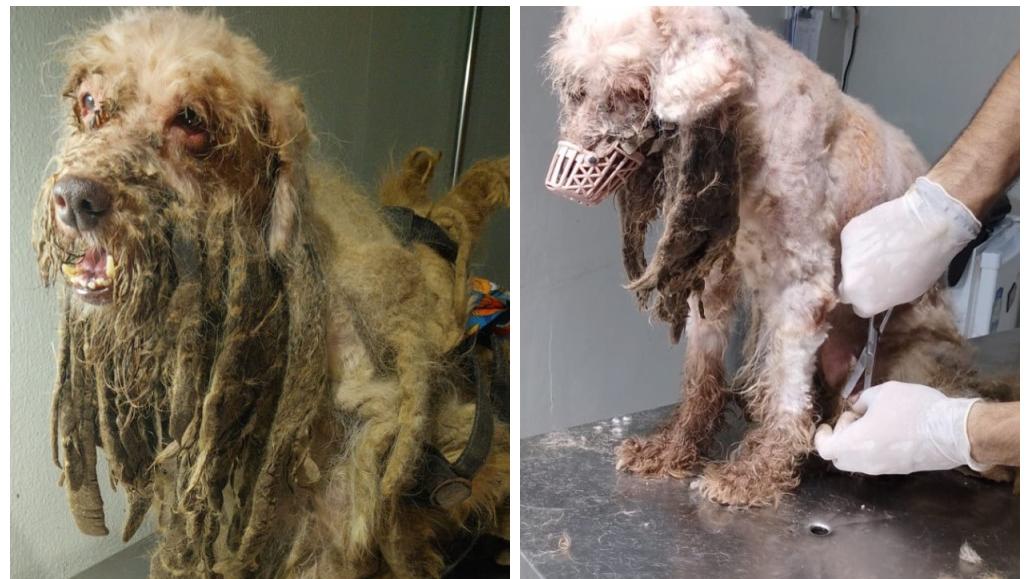 Poodle resgatado de maus-tratos permanece internado, e ONG promove campanha para custear tratamento