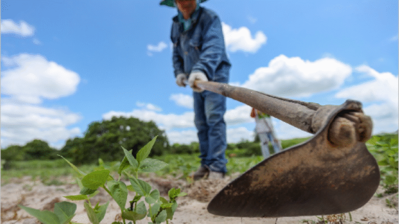 Juazeiro do Norte divulga programação para inscrições no Garantia-Safra
