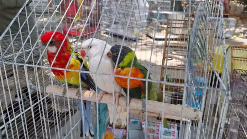 Maior operação exclusiva do Ibama no país prende mais de 30 por tráfico de animais na Feira da Parangaba, em Fortaleza