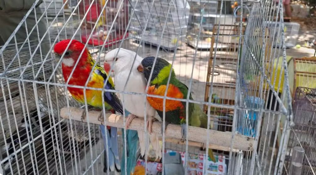 Maior operação exclusiva do Ibama no país prende mais de 30 por tráfico de animais na Feira da Parangaba, em Fortaleza