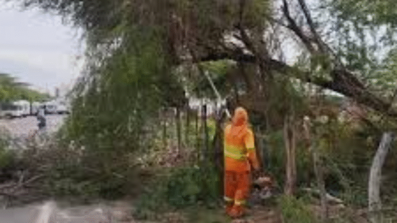 Vereador Lukão solicita poda de árvores e limpeza urbana em bairros de Juazeiro do Norte