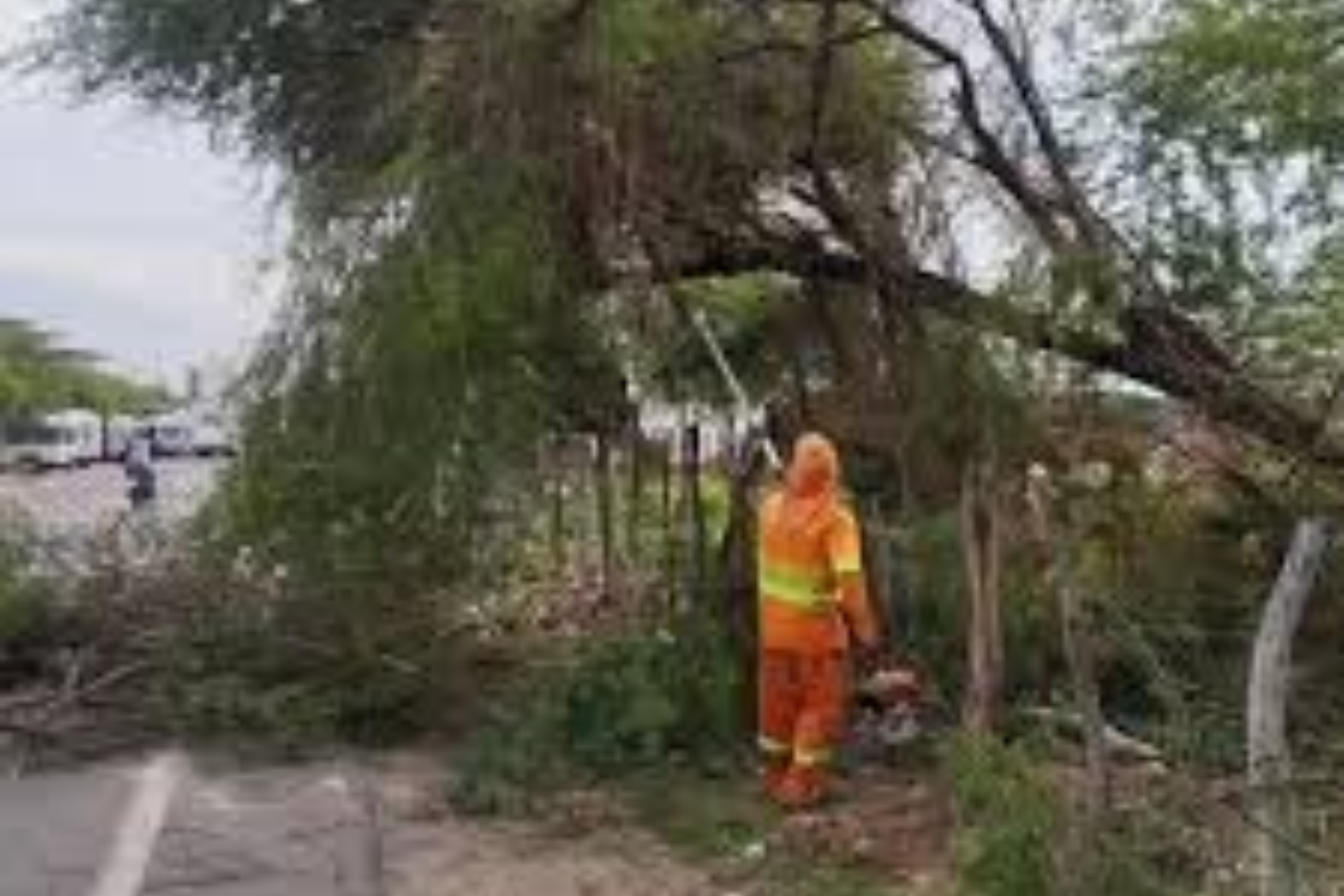 Vereador Lukão solicita poda de árvores e limpeza urbana em bairros de Juazeiro do Norte
