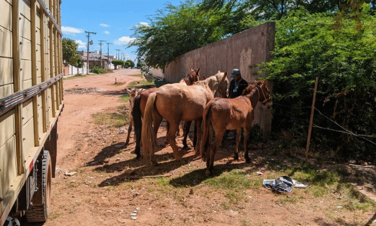 Vereador Rafael Cearense propõe política de adoção responsável para animais de médio e grande porte