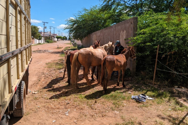 Vereador Rafael Cearense propõe política de adoção responsável para animais de médio e grande porte