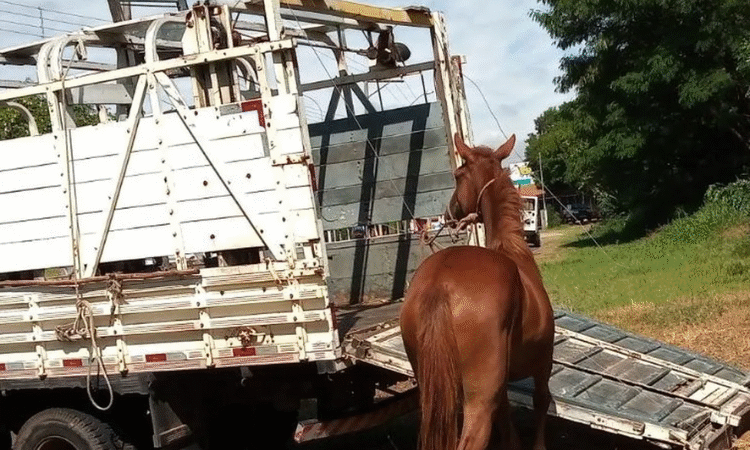 Vereador Rafael Cearense propõe endurecimento da lei para responsabilizar donos de animais soltos